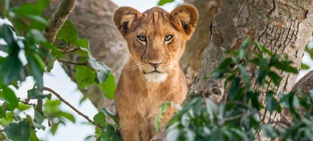 Visit Akagera National Park