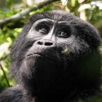 Uganda luxury gorilla trekking